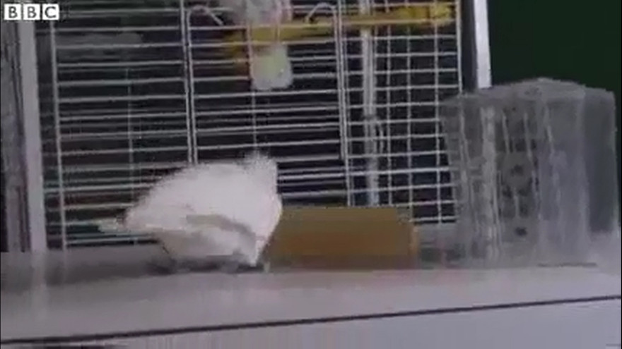 Vẹt thông minh dạy nhau cách lấy thức ăn