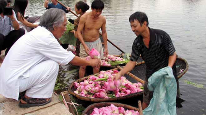 Sen để ướp trà phải là sen chúm chím, chưa nở hết, được hái vào sớm tinh sương 