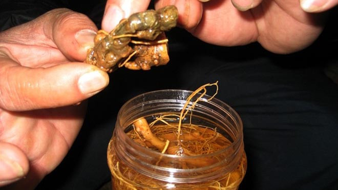 Rượu sâm Ngọc Linh.