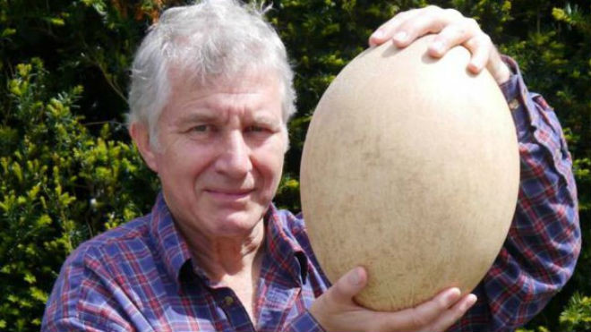 Quả trứng khổng lồ được đem đấu giá. 