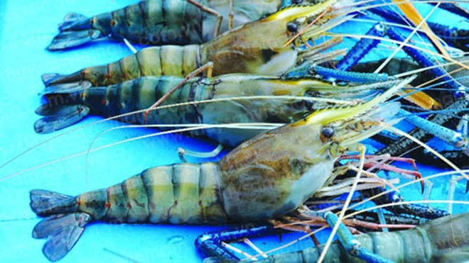 Tôm càng xanh - Vị thuốc cho quý ông yếu sinh lý