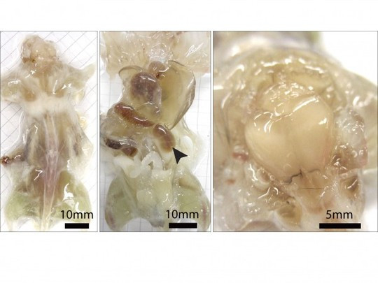 Thí nghiệm làm trong suốt cơ thể loài gặm nhấm của các nhà khoa học Mỹ tại Viện Công nghệ California