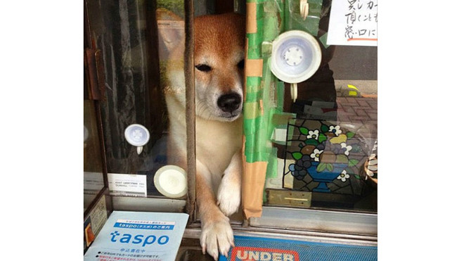 Chân dung chú chó Shiba Inu.