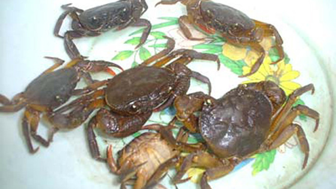 Tôm, cua đồng là hai loại chứa nhiều sán lá phổi.