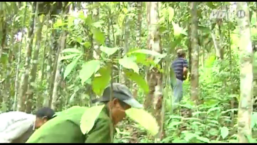 Cha con 'người rừng' đã biết làm nương, đá bóng