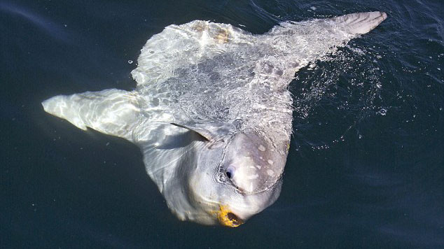 “Quái vật biển” có hình thù kỳ dị nhất thế giới