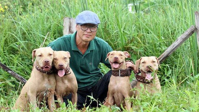 Pit Bull tham gia săn bắt