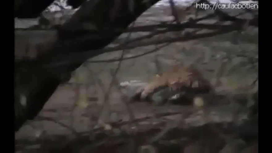 Hổ hạ sát cá sấu khổng lồ