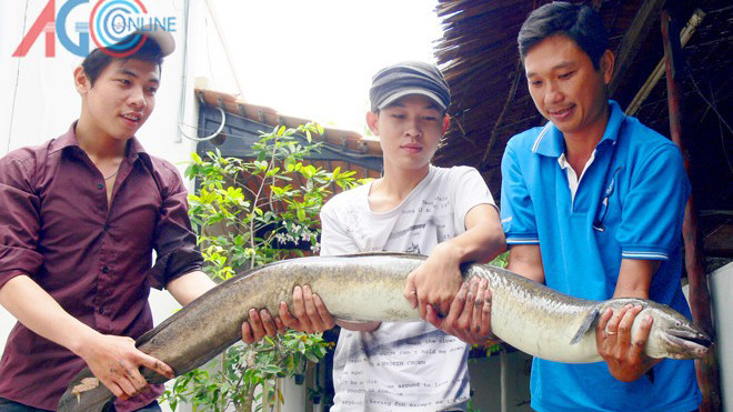 Cá chình do ngư dân bắt được. 