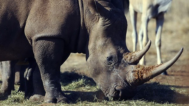 Tê giác tại khu Bảo tồn Thiên nhiên Tê giác và Sư tử ở Krugersdorp, phía bắc Johannesburg (Nam Phi). (Nguồn: AFP/TTXVN)