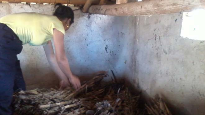 Hiện trường chuồng bò- nơi gia đình bà Lọc trình báo phát có tiếng nổ