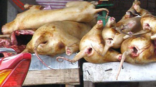 Chó thui bày la liệt chờ người chọn mua. 