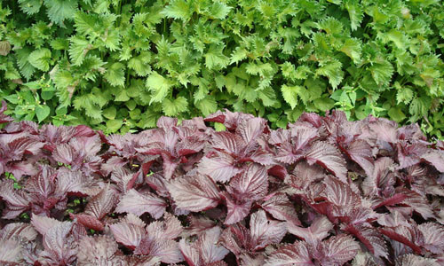 Không phải bột tía tô nào cũng có công dụng như nhau