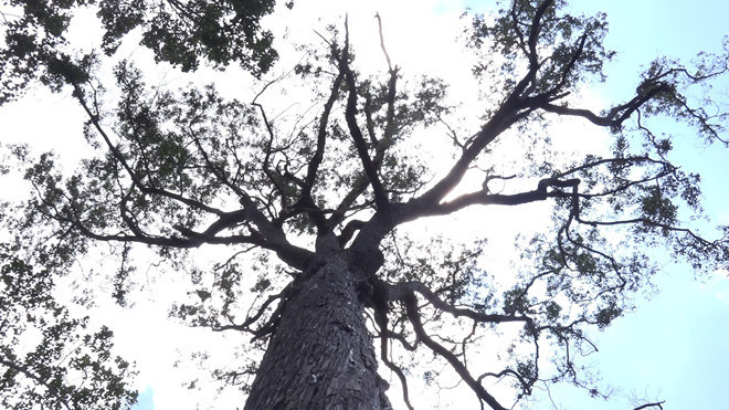 Cây vẫn phát triển xanh tốt với chiều cao hơn 55m.