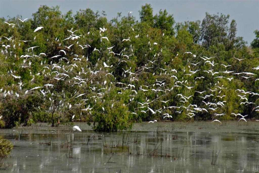 Đến Trà Sư chỉ được ngắm nhìn thảm bèo xanh cũng là một trải nghiệm rất thú vị mà không nơi nào có được (nguồn ảnh:internet)