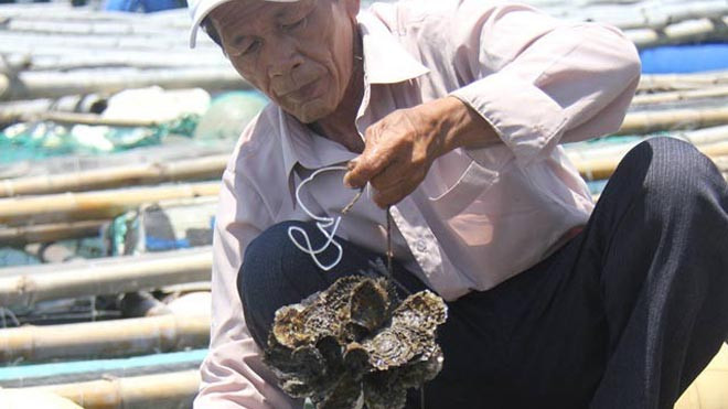 Nuôi hàu không tốn tiền mua thức ăn nhưng lại cho thu nhập cả chục triệu đồng mỗi lần. Trong ảnh: Ông Văn Công Thanh với hàu nuôi tại lồng bè của gia đình. 