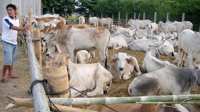 Bò nhập lậu vào An Giang được nhốt trong chuồng chờ người mua.