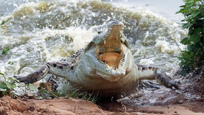 Ảnh minh họa. (Nguồn: Getty)