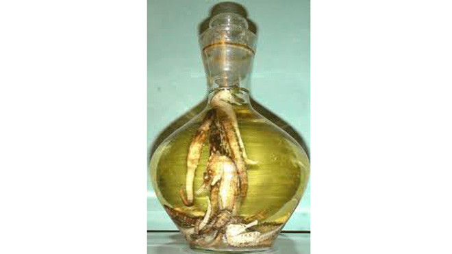 Rượu hải mã tốt cho quý ông yếu sinh lý.