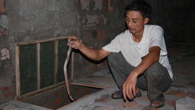 Hơn 20 năm nuôi rắn, lão Đông giờ là tỷ phú vùng chiêm trũng. 