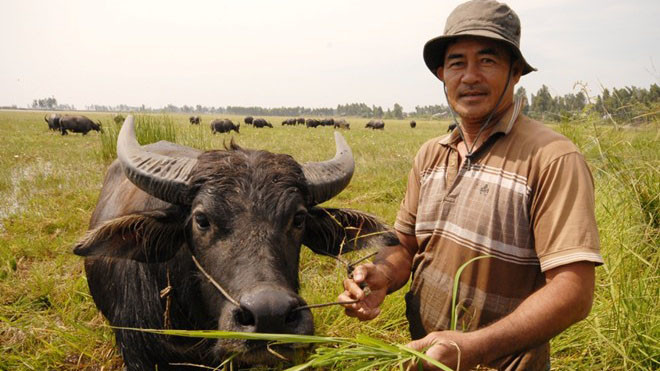 "Nuôi trâu riết tôi hiểu ý từng con trâu hung hay hiền, hoặc khỏe hay bệnh". Ảnh: Ngọc Trinh. 