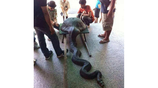 Trăn khủng nuốt nguyên chiếc chảo lớn vào bụng