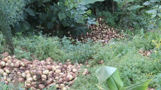 Hành tây Đà Lạt bị đổ bỏ hàng loạt trong những ngày qua. Ảnh: Quốc Dũng
