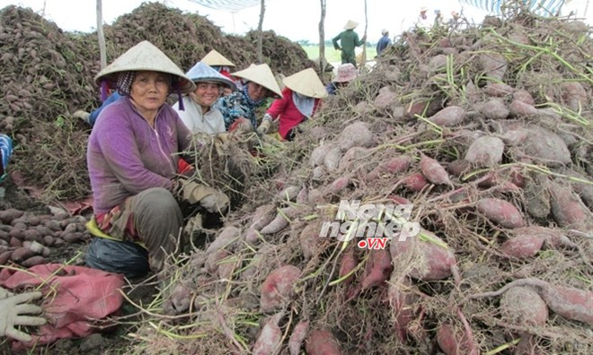Sau ngày 20/5/2014, bà con thật sự tin việc đóng cửa khẩu là không có, giá khoai lang tăng trở lại, mức giá gần 7.000 đồng/kg.