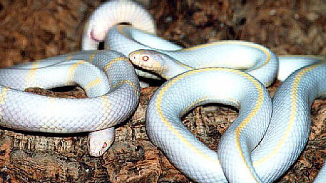 Những con trăn chúa California có màu trắng pha sọc vàng do chúng mắc bệnh bạch tạng. Ảnh: thekingsnakes.co.uk 