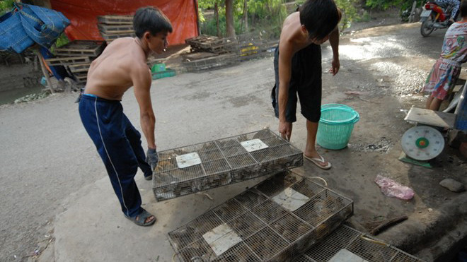 Đi chợ chuột lớn nhất miền Tây