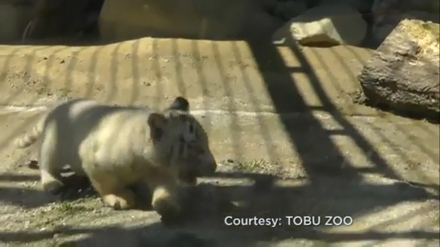 Hổ hợp sức cứu đồng loại