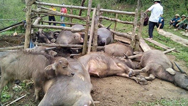 Đàn trâu 9 con bị chết. Ảnh: Kim Kim