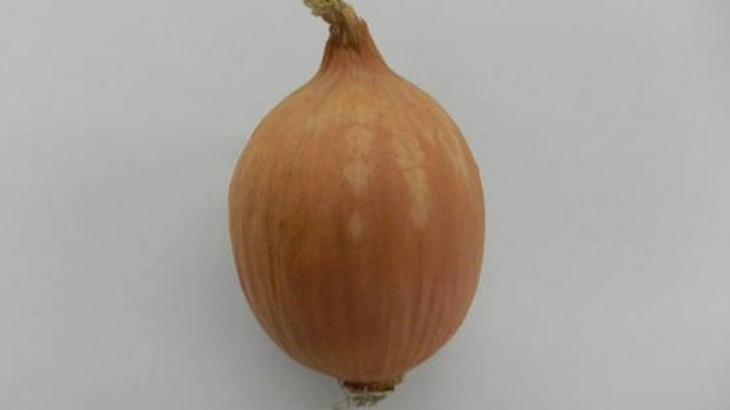 Hành không cay mắt - phát minh mới của người Nhật