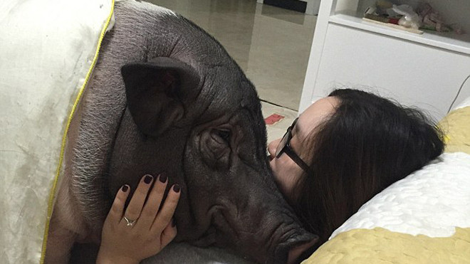 Chồng ghen tỵ vì cô gái suốt ngày ăn ngủ với lợn cưng