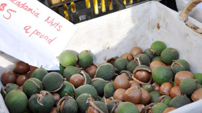 Giá một kg mắc ca dao động từ 200.000 đến 900.000 đồng một kg.