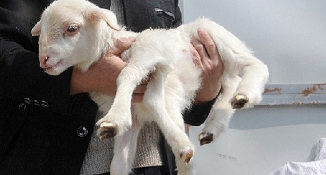 Con dê 6 chân ở Trung Quốc. Ảnh: CEN