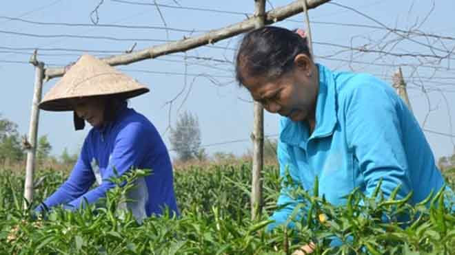 Người trồng ớt tất bật chăm sóc cây ớt, mong đạt sản lượng tốt nhất và bán với giá 35.000 đồng mỗi kg.