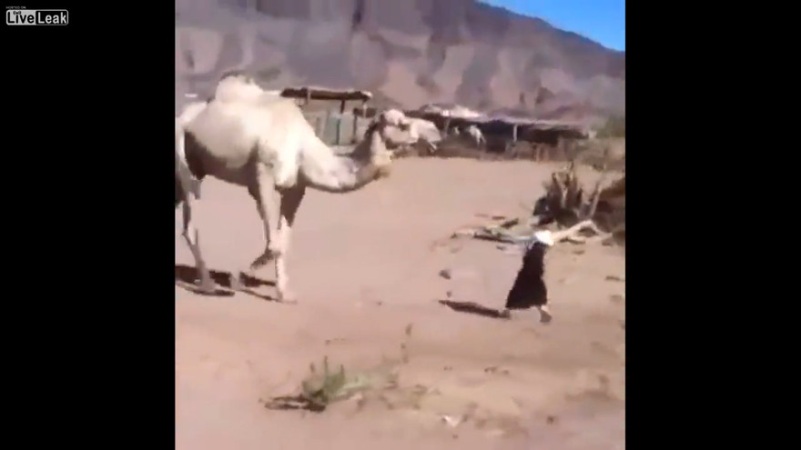 Em bé bất ngờ bị lạc đà đá ngã sấp xuống đường