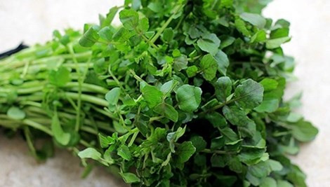 Rau cải xoong có nhiều chất sắt hơn rau chân vịt, nhiều canxi hơn sữa, và nhiều vitamin C hơn cam. Hình minh họa.