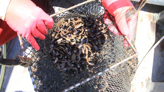 Chíp chíp, lộc trời ban cho ngư dân trên sông Hàn.