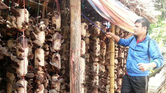 Nguyễn Tuấn Anh chăm sóc mô hình mộc nhĩ tại cơ sở sản xuất của mình. Ảnh: Thế Lượng