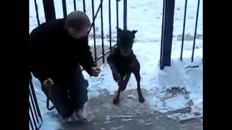 Xem chó lên cầu thang bằng hai chân điêu luyện