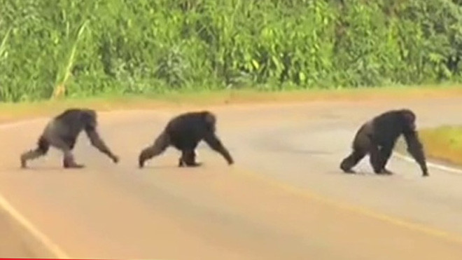 Bầy tinh tinh cẩn thận quan sát khi qua đường. Ảnh chụp màn hình: New Scientist