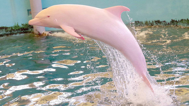 Cá heo bạch tạng ở Nhật Bản. Ảnh: Noriko Funasaka /Taiji Whale Museum