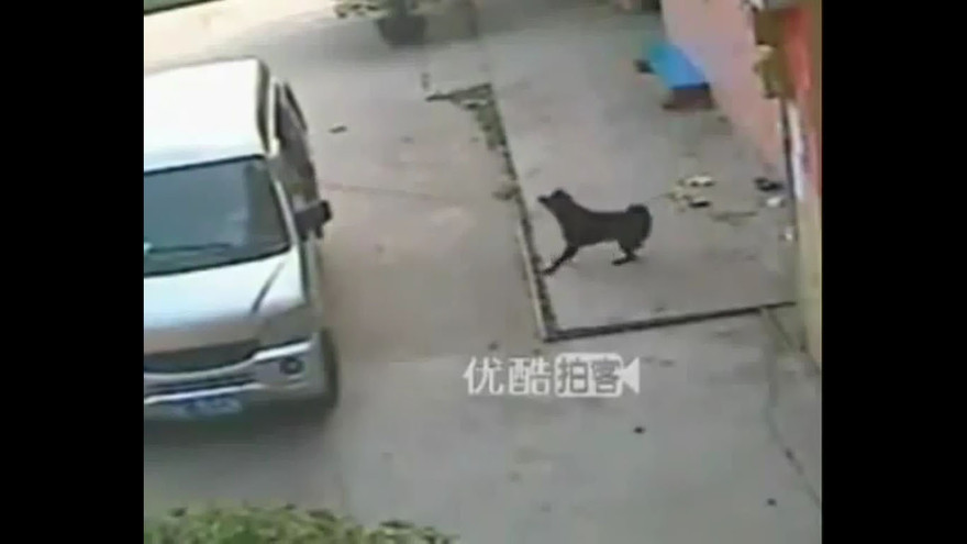 Đi xe du lịch trộm chó