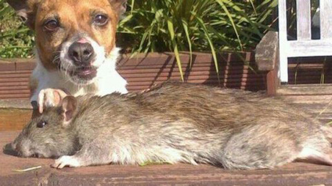 Bắt được chuột khổng lồ dài nửa mét