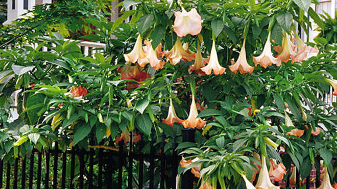 Các bộ phận của cây hoa chuông đều chứa độc tố. Ảnh minh họa: Southernliving.