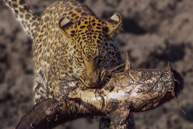 Báo hoa mai lao xuống vũng bùn bắt cá trê khổng lồ