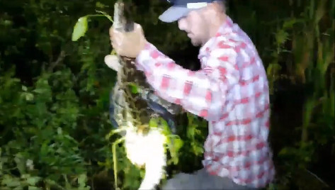 Cá sấu được giải thoát khỏi vòng siết tử thần của trăn