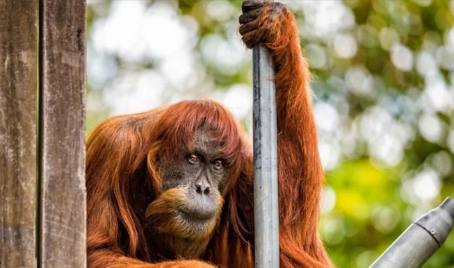 'Cụ' đười ươi thọ nhất thế giới vừa qua đời